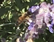 Apis mellifera