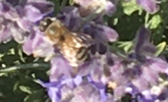 Apis mellifera
