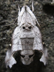 Madoryx oiclus