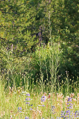 Boechera divaricarpa