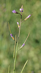 Boechera divaricarpa