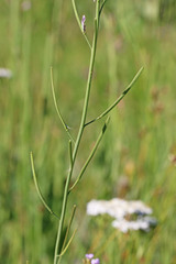 Boechera divaricarpa