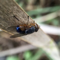 Calliphora dubia