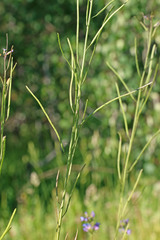 Boechera divaricarpa