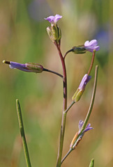 Boechera divaricarpa