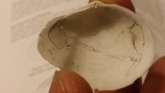 Macoma inquinata