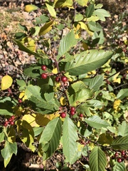 Frangula betulifolia
