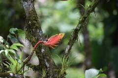 Heliconia episcopalis