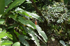 Heliconia episcopalis