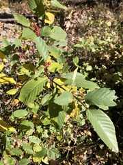 Frangula betulifolia
