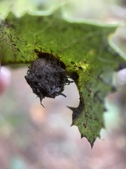 Disholandricus lasius