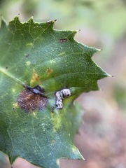 Disholandricus lasius