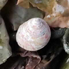 Micrelenchus purpureus