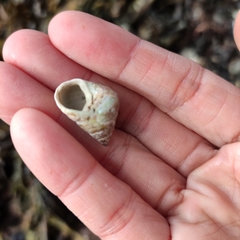 Micrelenchus purpureus