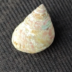 Micrelenchus purpureus