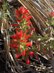 Castilleja rigida