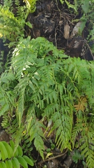 Davallia solida
