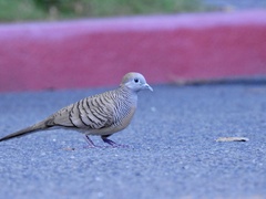 Geopelia striata