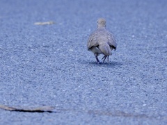 Geopelia striata
