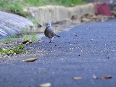 Geopelia striata