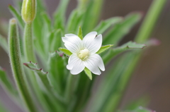 Epilobium hirtigerum