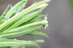 Epilobium hirtigerum