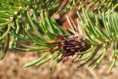 Pineus similis