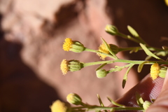 Perityle congesta