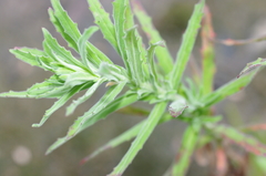 Epilobium hirtigerum