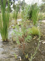 Epilobium hirtigerum