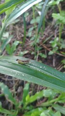 Pseudoxya