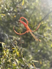 Anisacanthus linearis