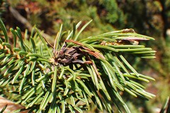 Adelges lariciatus