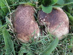 Calvatia lilacina