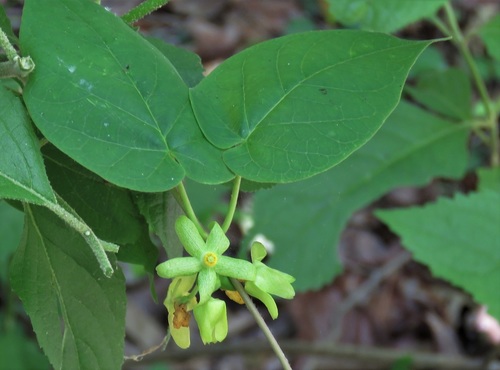 yellow Carolina milkvine (Matelea flavidula)