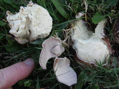 Calvatia lilacina