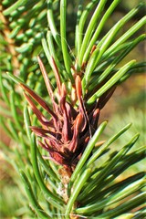 Adelges lariciatus