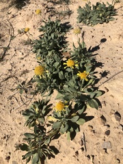 Gaillardia spathulata