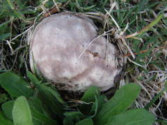 Calvatia lilacina