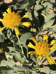Gaillardia spathulata