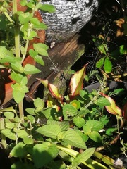 Eutropis multifasciata