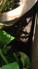 Eutropis multifasciata