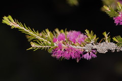 Melaleuca wilsonii