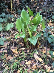Zantedeschia aethiopica