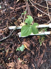 Trillium ovatum
