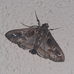 Diaphania costaricalis
