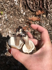 Pluteus primus