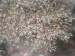 Eudendrium californicum