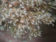 Eudendrium californicum