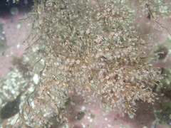 Eudendrium californicum